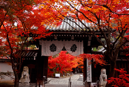 日本千叶文化之旅